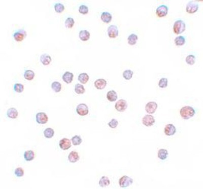 Immunocytochemistry/Immunofluorescence: FOXO4 Antibody [NBP1-77175] - HeLa cells with FOXO4 antibody at 10 ug/mL.