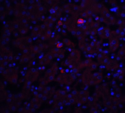 Immunocytochemistry/Immunofluorescence: Trophinin Antibody [NBP2-41320] - Staining of Trophinin in mouse liver tissue with Trophinin antibody at 20 ug/ml.