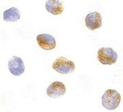 Immunocytochemistry/Immunofluorescence: CARD9 Antibody [NBP1-76679] - K562 cells with CARD9 antibody at 10 ug/ml.
