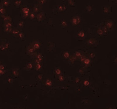 Immunocytochemistry/Immunofluorescence: ANAPC13 Antibody [NBP1-76261] - Immunofluorescence of APC13 in Jurkat cells with APC13 antibody at 20 ug/mL.