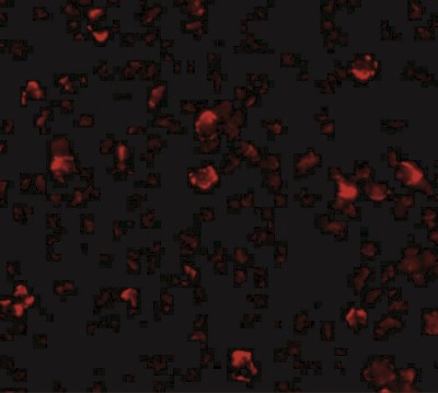 Immunocytochemistry/Immunofluorescence: IRGC Antibody [NBP1-77364] - Immunofluorescence of IRGCb in A20 cells with IRGCb antibody at 20 ug/mL.