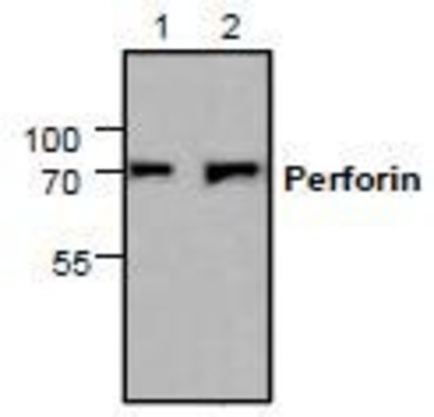 Western Blot: Perforin Antibody [NBP1-45775] - Western blot analysis of Perforin using Jurkat cell lysate (Lane 1 & 2).