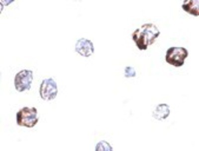 Immunocytochemistry/Immunofluorescence: IRGC Antibody [NBP1-77364] - A20 cells with IRGC antibody at 2.5 ug/ml.