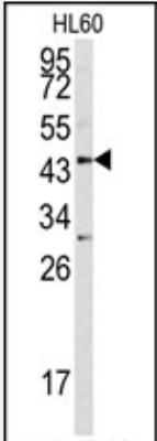 Western Blot: Asporin Antibody [NBP2-30071] - Western blot analysis of ASPN antibody (Center) (NBP2-30071) in HL60 cell line lysates(35ug/lane). ASPN (arrow) was detected using the purified Pab.