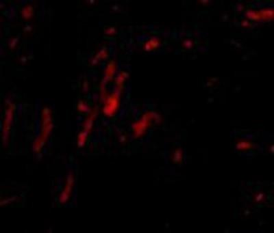 Immunohistochemistry: Borealin Antibody [NBP1-77330] - Rat kidney tissue with Borealin antibody at 20 ug/ml.