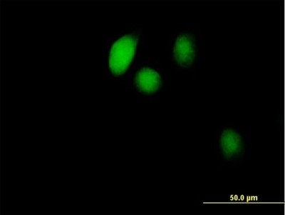 Immunocytochemistry/Immunofluorescence: BOLA1 Antibody [H00051027-B01P] - Analysis of purified antibody to BOLA1 on HeLa cell. (antibody concentration 10 ug/ml)