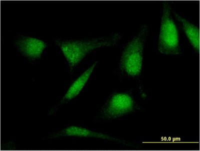 Immunocytochemistry/Immunofluorescence: RASSF4 Antibody (1D5) [H00083937-M08] - Analysis of monoclonal antibody to RASSF4 on HeLa cell. Antibody concentration 10 ug/ml