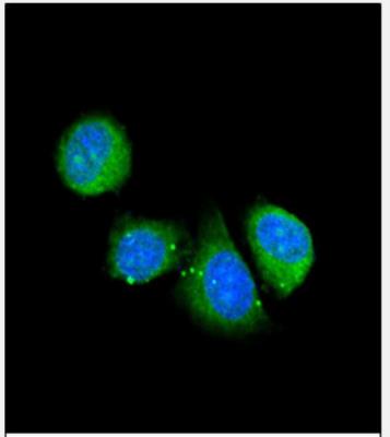 Immunocytochemistry/Immunofluorescence: Asporin Antibody [NBP2-30071] - Confocal immunofluorescent analysis of ASPN Antibody (Center) (NBP2-30071) with 293 cell followed by Alexa Fluor 488-conjugated goat anti-rabbit lgG (green). DAPI was used to stain the cell nuclear (blue).