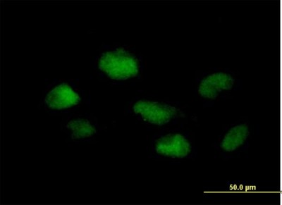 Immunocytochemistry/Immunofluorescence: Proteasome 20S beta 3 Antibody [H00005691-B01P] - Analysis of purified antibody to PSMB3 on HeLa cell. (antibody concentration 10 ug/ml)