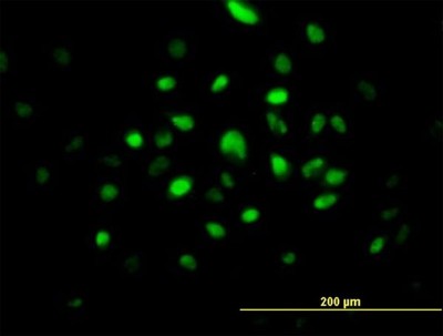 Immunocytochemistry/Immunofluorescence: RNASEH2A Antibody [H00010535-B01P] - Analysis of purified antibody to RNASEH2A on HeLa cell. (antibody concentration 10 ug/ml)
