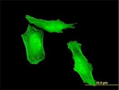 Immunocytochemistry/Immunofluorescence: HRSP12 Antibody (2B8) [H00010247-M01] - Analysis of monoclonal antibody to HRSP12 on HeLa cell. Antibody concentration 10 ug/ml.