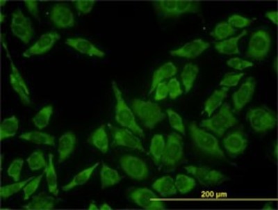 Immunocytochemistry/Immunofluorescence: RPL13 Antibody (3F6) [H00006137-M01] - Analysis of monoclonal antibody to RPL13 on HeLa cell. Antibody concentration 10 ug/ml.