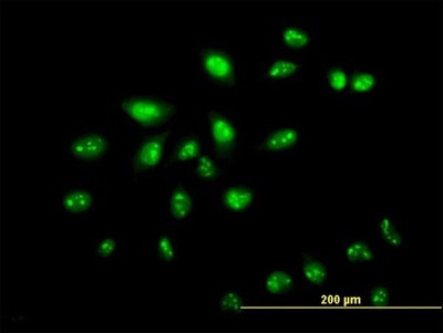 Immunocytochemistry/Immunofluorescence: ZNF136 Antibody (5E9) [H00007695-M03] - Analysis of monoclonal antibody to ZNF136 on HeLa cell. Antibody concentration 10 ug/ml