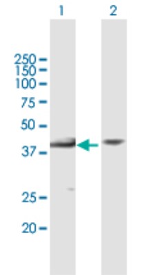 Western Blot: MAP3K12 binding inhibitory protein 1 Antibody [H00051562-B01P] - Analysis of MBIP expression in transfected 293T cell line by MBIP polyclonal antibody.  Lane 1: MBIP transfected lysate(37.73 KDa). Lane 2: Non-transfected lysate.