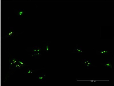 Immunocytochemistry/Immunofluorescence: RBM19 Antibody [H00009904-B01P] - Analysis of purified antibody to RBM19 on HeLa cell. (antibody concentration 10 ug/ml)