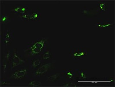 Immunocytochemistry/Immunofluorescence: PYCR2 Antibody [H00029920-D01P] - Analysis of antibody to PYCR2 on HeLa cell. Antibody concentration 10 ug/ml.
