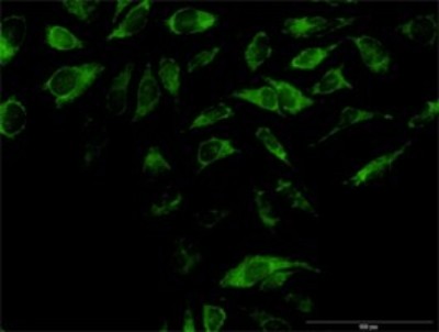 Immunocytochemistry/Immunofluorescence: OXA1L Antibody [H00005018-B03P] - Analysis of purified antibody to OXA1L on HeLa cell. Antibody concentration 15 ug/ml