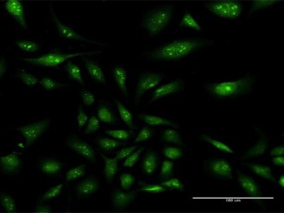 Immunocytochemistry/Immunofluorescence: NAP1L3 Antibody [H00004675-D01P] - Analysis of antibody to NAP1L3 on HeLa cell. Antibody concentration 30 ug/ml.