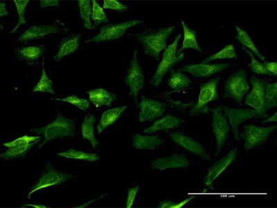 Immunocytochemistry/Immunofluorescence: GRASP1 Antibody [H00056850-B01P] - Analysis of purified antibody to GRIPAP1 on HeLa cell. (antibody concentration 20 ug/ml)