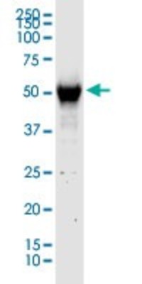 Western Blot: C13orf18 Antibody [H00080183-D01P] - Analysis of C13orf18 expression in human pancreas.