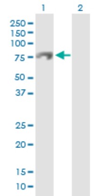 Western Blot: C13orf18 Antibody [H00080183-D01P] - Analysis of C13orf18 expression in transfected 293T cell line by C13orf18 polyclonal antibody.Lane 1: C13orf18 transfected lysate(66.40 KDa).Lane 2: Non-transfected lysate.