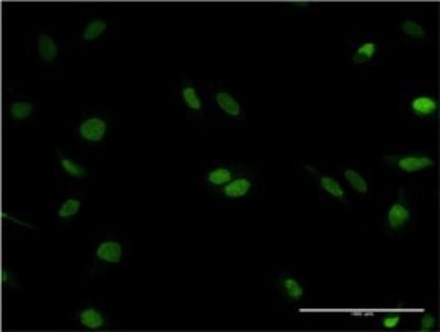 Immunocytochemistry/Immunofluorescence: RNASEH2C Antibody (5D6) [H00084153-M02] - Analysis of monoclonal antibody to RNASEH2C on HeLa cell. Antibody concentration 10 ug/ml.