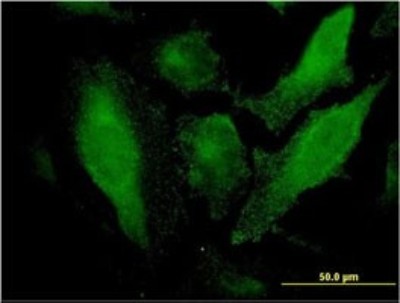 Immunocytochemistry/Immunofluorescence: SRCRB4D Antibody (3D9) [H00136853-M01] - Analysis of monoclonal antibody to SRCRB4D on HeLa cell. Antibody concentration 10 ug/ml.