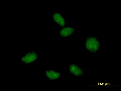 Immunocytochemistry/Immunofluorescence: Mago nashi homolog 2 Antibody [H00055110-B01P] - Analysis of purified antibody to FLJ10292 on HeLa cell. (antibody concentration 10 ug/ml)