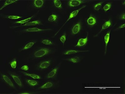 Immunocytochemistry/Immunofluorescence: Ribophorin II Antibody [H00006185-D01P] - Analysis of antibody to RPN2 on HeLa cell. Antibody concentration 10 ug/ml.