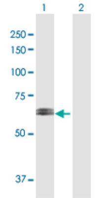 Western Blot: Ribophorin II Antibody [H00006185-D01P] - Analysis of RPN2 expression in transfected 293T cell line by RPN2 polyclonal antibody.Lane 1: RPN2 transfected lysate(69.30 KDa).Lane 2: Non-transfected lysate.