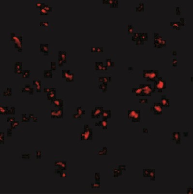Immunocytochemistry/Immunofluorescence: PARL Antibody [NBP1-76938] - Immunofluorescence of PARL in 3T3 cells with PARL antibody at 2.50 ug/mL.