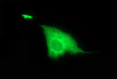 Immunocytochemistry/Immunofluorescence: DTD1 (1E1) - Staining of COS7 cells transiently transfected by pCMV6-ENTRY DTD1.