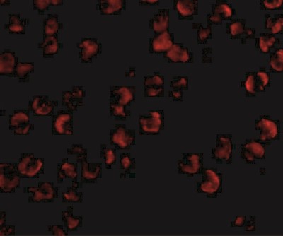 Immunocytochemistry/Immunofluorescence: Kinesin 5A Antibody [NBP1-76817] - Immunofluorescence of KIF5 in K562 cells with KIF5 antibody at 20 ug/mL.