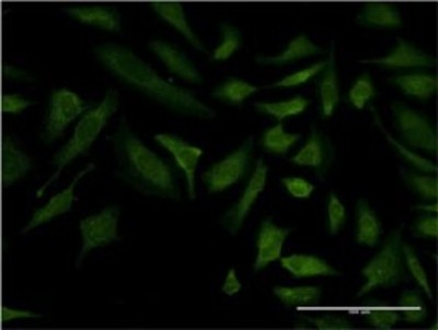 Immunocytochemistry/Immunofluorescence: Cytochrome C Oxidase subunit 6c Antibody (4G4-2A8) [H00001345-M01] - Analysis of monoclonal antibody to COX6C on HeLa cell. Antibody concentration 10 ug/ml.