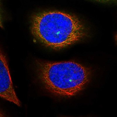 Immunocytochemistry/Immunofluorescence: Kinesin 5B Antibody [NBP2-58451] - Staining of human cell line U-2 OS shows localization to cytosol & microtubule organizing center.