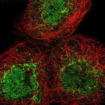 Immunocytochemistry/Immunofluorescence: FAHD1 Antibody [NBP2-58743] - Staining of human cell line A-431 shows localization to nucleoplasm & mitochondria.