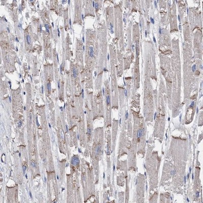 Immunocytochemistry/Immunofluorescence: GCOM1 Antibody [NBP1-82031] - Staining of human heart muscle shows strong positivity in intercalated discs.