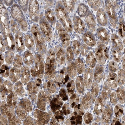 Immunohistochemistry-Paraffin: C9orf152 Antibody [NBP2-14423] - Staining of human stomach shows cytoplasmic positivity in glandular cells.