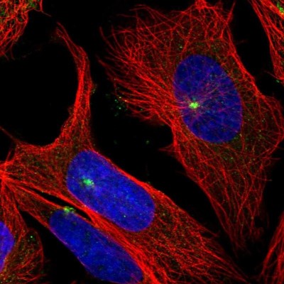 Immunocytochemistry/Immunofluorescence: cGAS Antibody [NBP2-55374] - Staining of human cell line U-2 OS shows localization to microtubule organizing center.