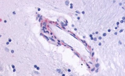 Immunohistochemistry-Paraffin: Muscarinic Acetylcholine Receptor M5/CHRM5 Antibody [NLS1338] - Anti-CHRM5 antibody IHC of human brain, vessel. Immunohistochemistry of formalin-fixed, paraffin-embedded tissue after heat-induced antigen retrieval.