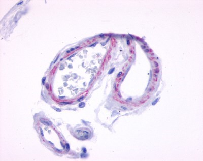 Immunohistochemistry-Paraffin: Muscarinic Acetylcholine Receptor M5/CHRM5 Antibody [NLS1338] - Analysis of anti-CHRM5 / M5 antibody with  brain, vessels.