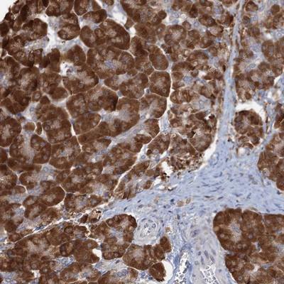 Immunohistochemistry: C1orf49 Antibody [NBP1-90530] - Staining of human pancreas shows strong cytoplasmic positivity in exocrine glandular cells.