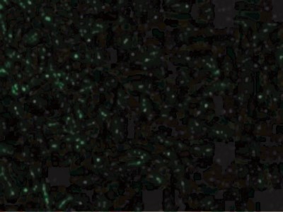 Immunocytochemistry/Immunofluorescence: CIDEA Antibody [NBP1-76951] - Immunofluorescence of CIDE-A in Human Brain cells with CIDE-A antibody at 20 ug/mL.