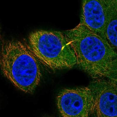 Immunocytochemistry/Immunofluorescence: FUT9 Antibody [NBP2-57960] - Staining of human cell line MCF7 shows localization to nucleoplasm, microtubules & cytokinetic bridge.