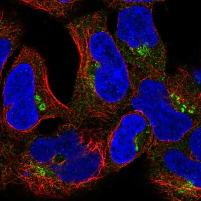 Immunocytochemistry/Immunofluorescence: CLASP2 Antibody [NBP2-57817] - Staining of human cell line HEK 293 shows localization to the Golgi apparatus.