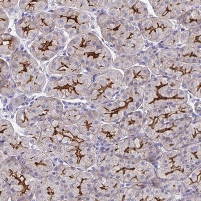 Immunohistochemistry-Paraffin: Somatostatin Receptor 1 Antibody [NBP2-34203] - Staining of human stomach shows strong membranous positivity in glandular cells.