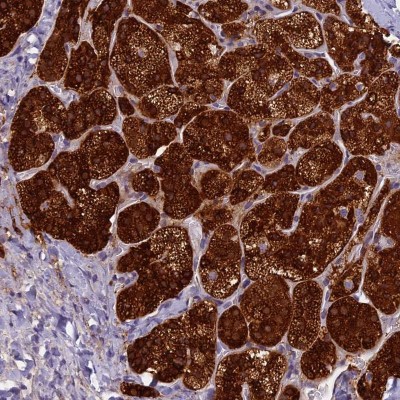 Immunocytochemistry/Immunofluorescence: ECE-2 Antibody [NBP1-81495] - Staining of human adrenal gland shows strong cytoplasmic positivity in glandular cells.