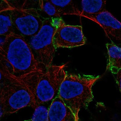Immunocytochemistry/Immunofluorescence: GPR50 Antibody [NBP2-56258] - Staining of human cell line HEK 293 shows localization to plasma membrane.