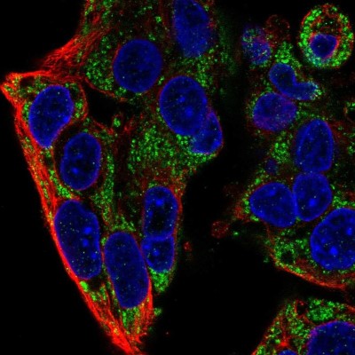 Immunocytochemistry/Immunofluorescence: FXYD2 Antibody [NBP2-56447] - Staining of human cell line Hep G2 shows localization to mitochondria.