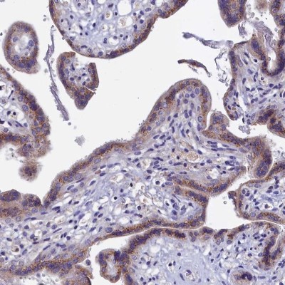 Immunocytochemistry/Immunofluorescence: GPR108 Antibody [NBP1-82812] - Staining of human placenta shows cytoplasmic positivity in trophoblastic cells.